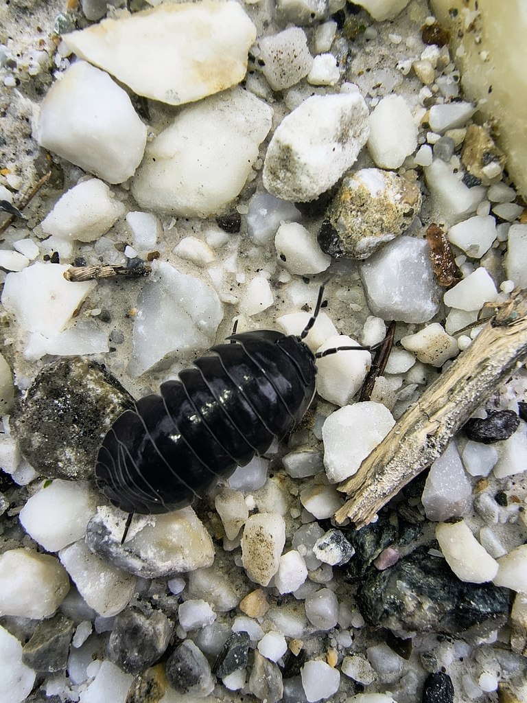 Armadillidium apuanum