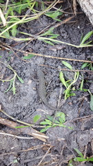 Notophthalmus meridionalis
