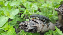 Notophthalmus meridionalis