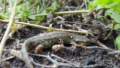 Notophthalmus meridionalis