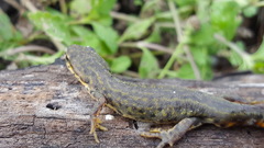 Notophthalmus meridionalis