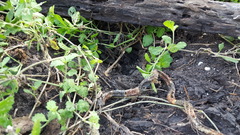 Micrurus tener tener