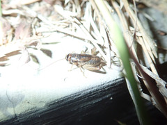 Gryllidea