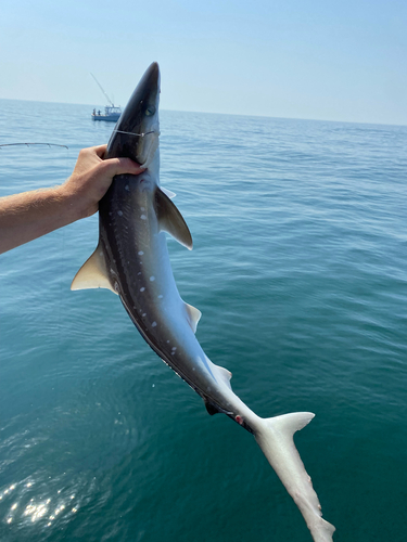 Atlantic sharpnose shark photographed at NJ, US