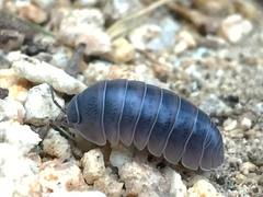 Venezillo stuckchensis