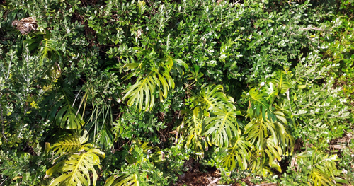 Monstera deliciosa