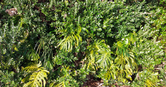 Monstera deliciosa — photo 2