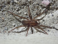 Araneae