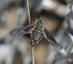 Poecilanthrax californicus