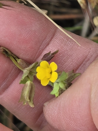 Hall’s Monkeyflower (Erythranthe hallii)