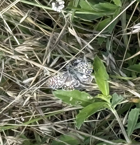 Desert Checkered-Skipper photo 4