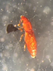 Bactridium striolatum