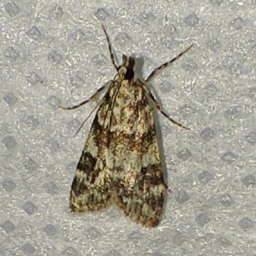 Pied Grey, 4101 JK Culemborg, Nederland, photo 6 of 10