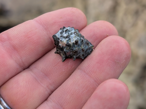 Drupa ricinus observed 2025-06-25