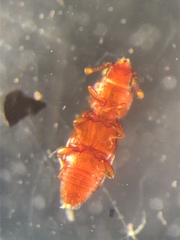 Bactridium striolatum