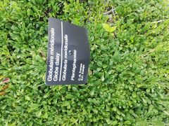 Globularia meridionalis