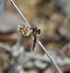 Poecilanthrax californicus