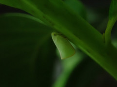 Sanurus