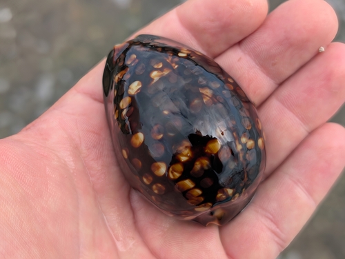 Cypraea mauritiana observed 2025-06-25