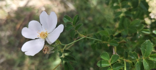 Rosa pouzinii (Rosa pouzinii)