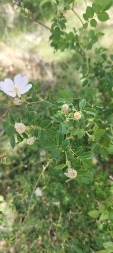 Rosa pouzinii, photograph 2