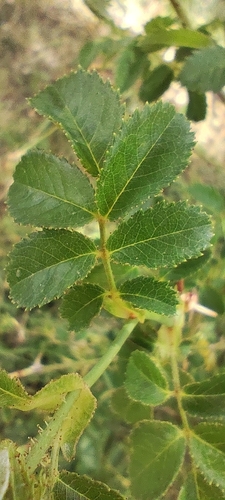 Rosa pouzinii, photograph 3