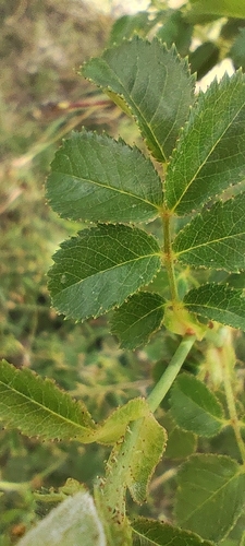 Rosa pouzinii, photograph 4