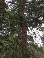 Pinus sylvestris