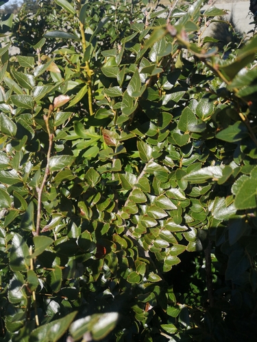 Image of Nothofagus nitida by (c) Darío De la Fuente, some rights reserved (CC BY)