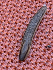 Arion fasciatus