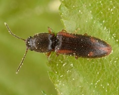 Athous ornatipennis