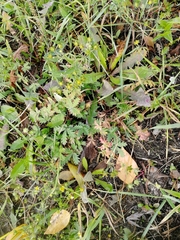 Potentilla approximata