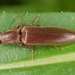 Proludius - Photo (c) skitterbug, algunos derechos reservados (CC BY), subido por skitterbug