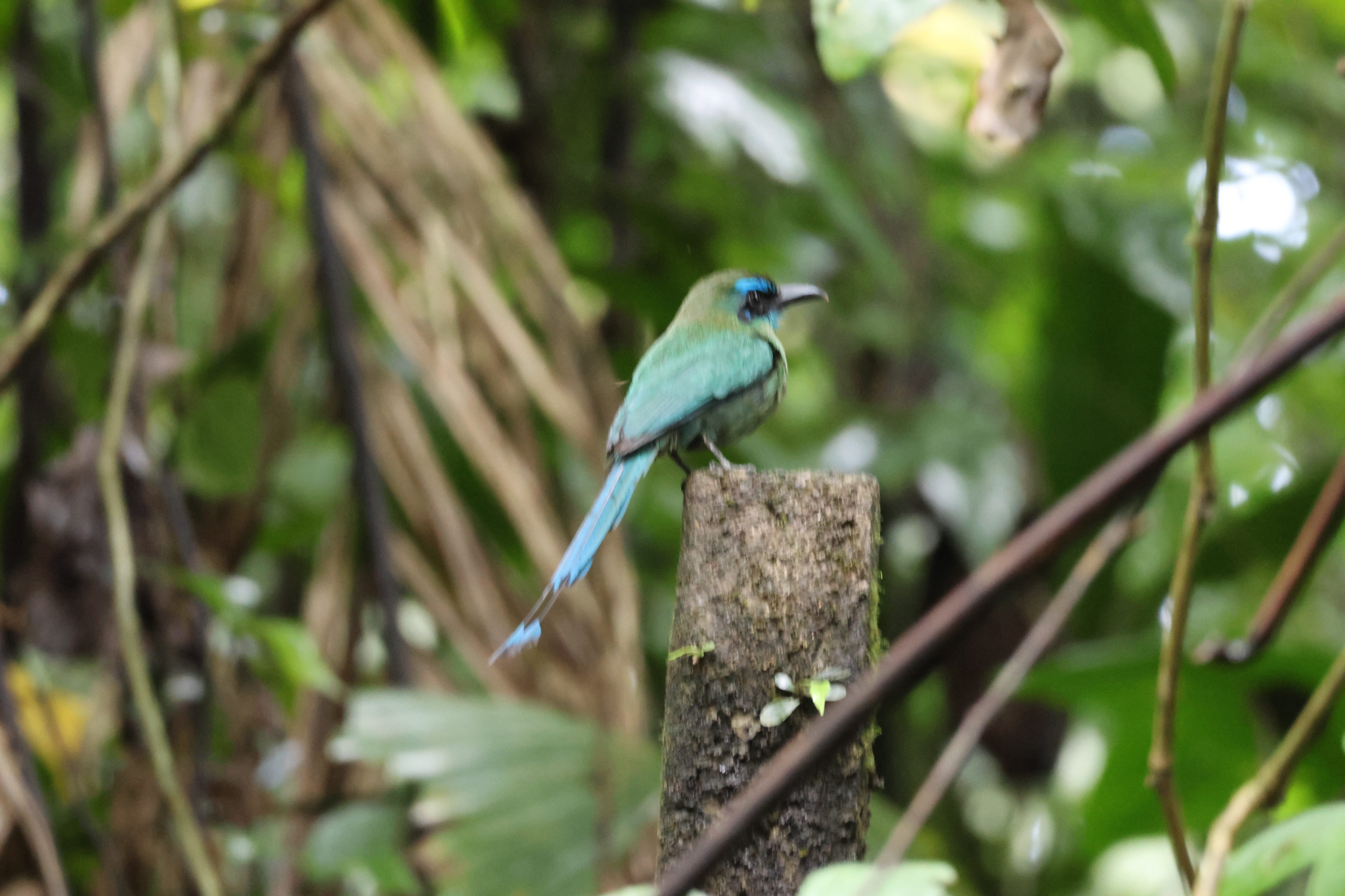 Keel-billed Motmot (Electron carinatum), photo 4