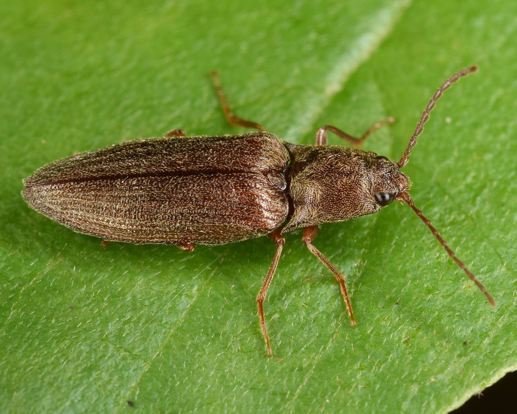 Dixicollis