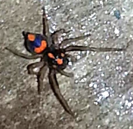 Athamas whitmeei