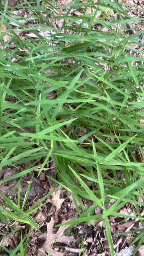 Muhlenbergia schreberi iNat (1)