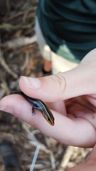Plestiodon tetragrammus brevilineatus