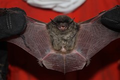 Eptesicus furinalis