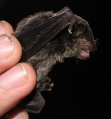 Eptesicus furinalis