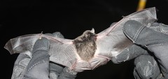 Eptesicus furinalis