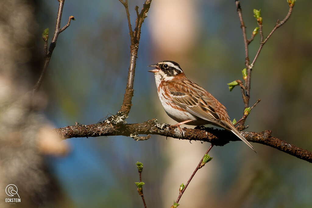 Rustic Bunting photo