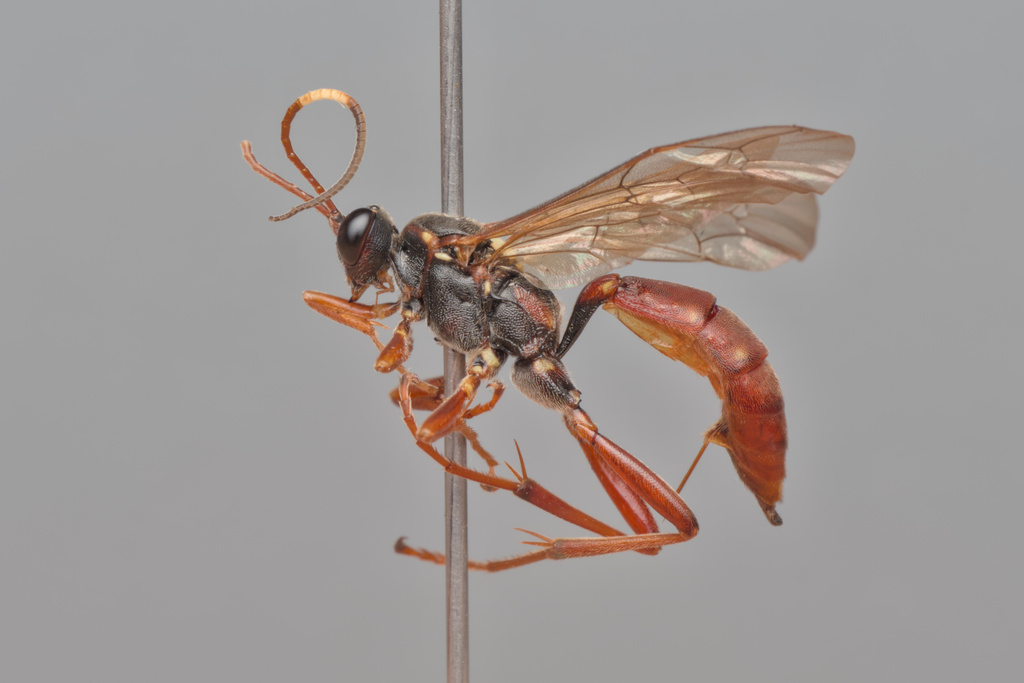 Ichneumon fuscifrons