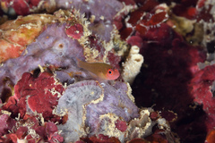 Face-Stripe Pygmy Goby photo 1