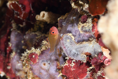 Face-Stripe Pygmy Goby photo 3