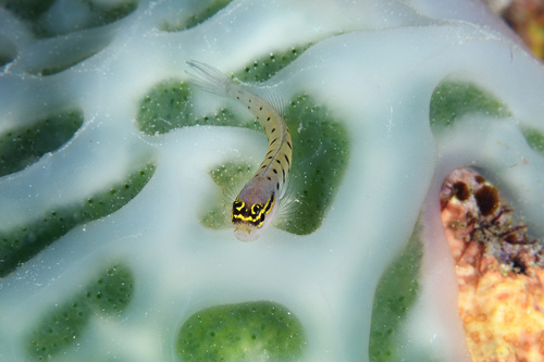 Randall's blenny (Ecsenius randalli) — Blenniidae — 3