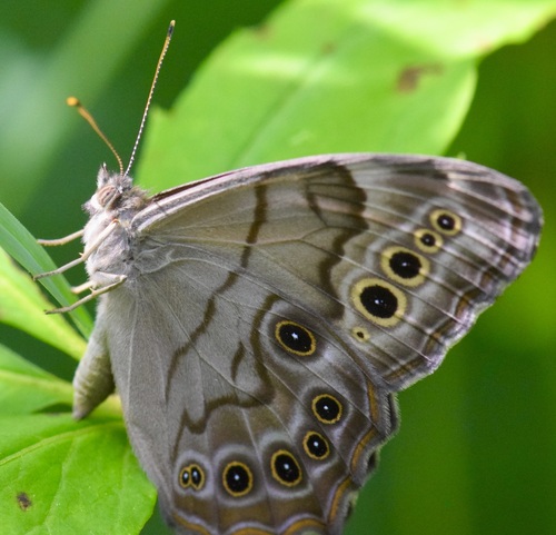 Northern Pearly-eye photo 3