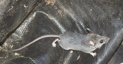 Peromyscus gambelii