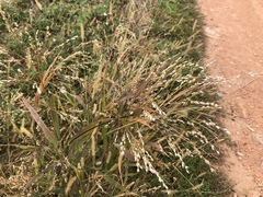 Panicum miliaceum ruderale