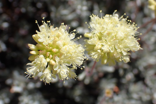 nevada city wild buckwheat (Eriogonum prattenianum)